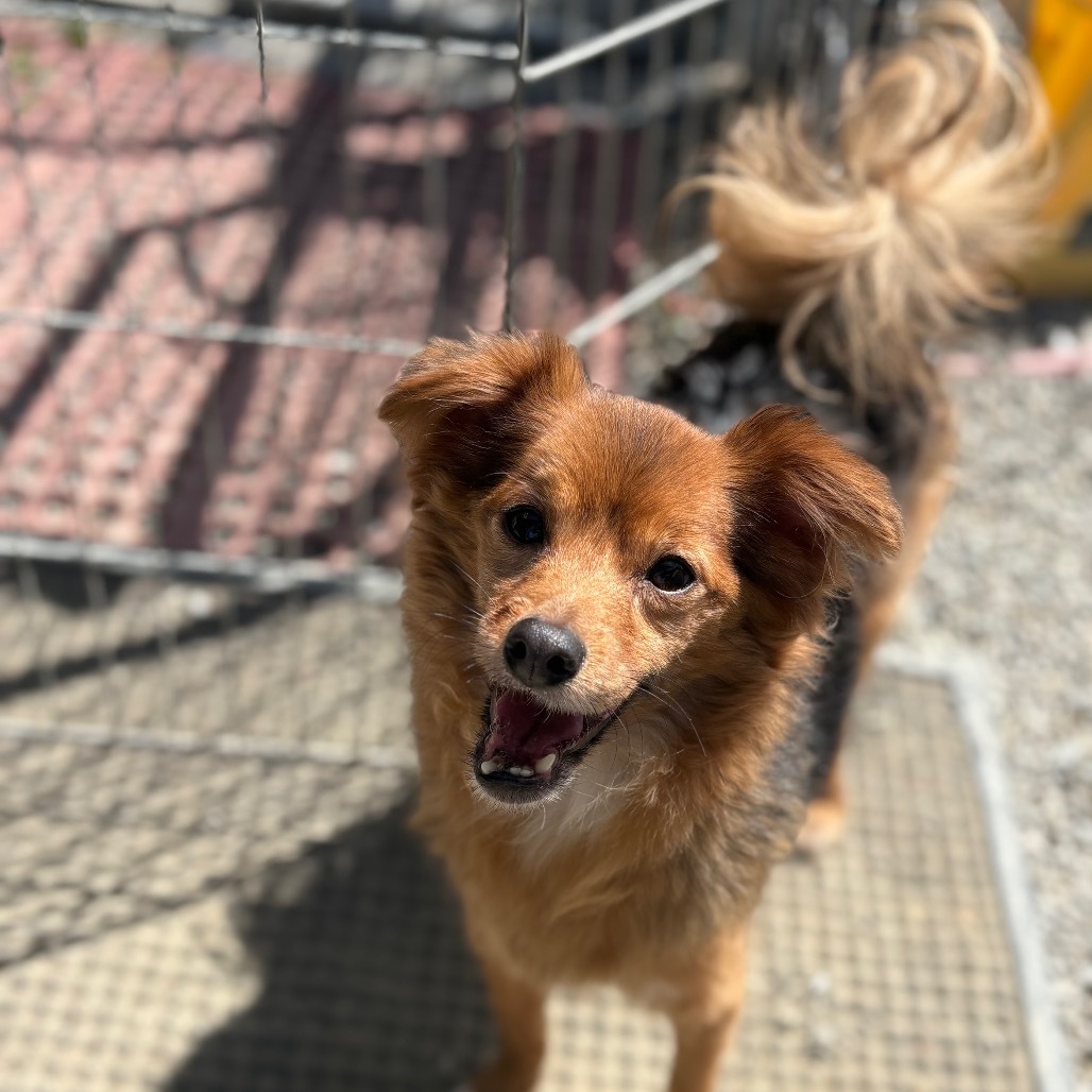Bartholomew, an adoptable Papillon in San Pablo, CA, 94803 | Photo Image 3