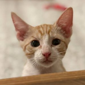 Rupert Alistair Domestic Short Hair Cat