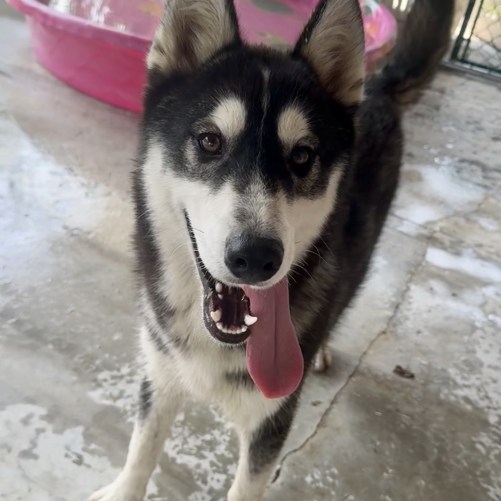 Raco