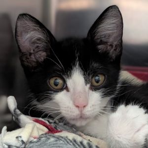 Calypso, Baby Male unknown