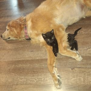 Goldie Domestic Short Hair Cat