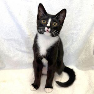 Confit Domestic Short Hair Cat