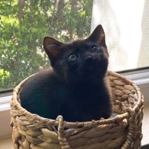 Blue Domestic Short Hair Cat