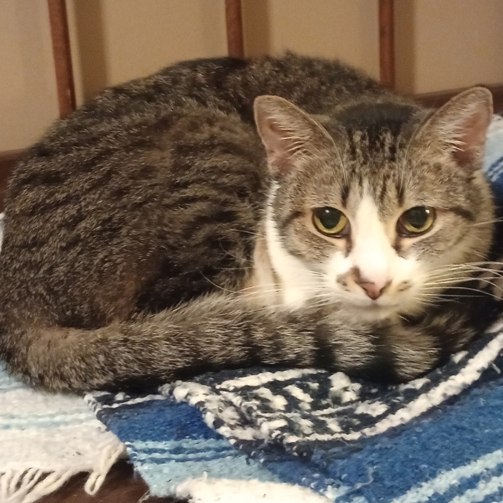 Pepa, an adoptable Domestic Short Hair in Grand Rapids, MN, 55744 | Photo Image 1