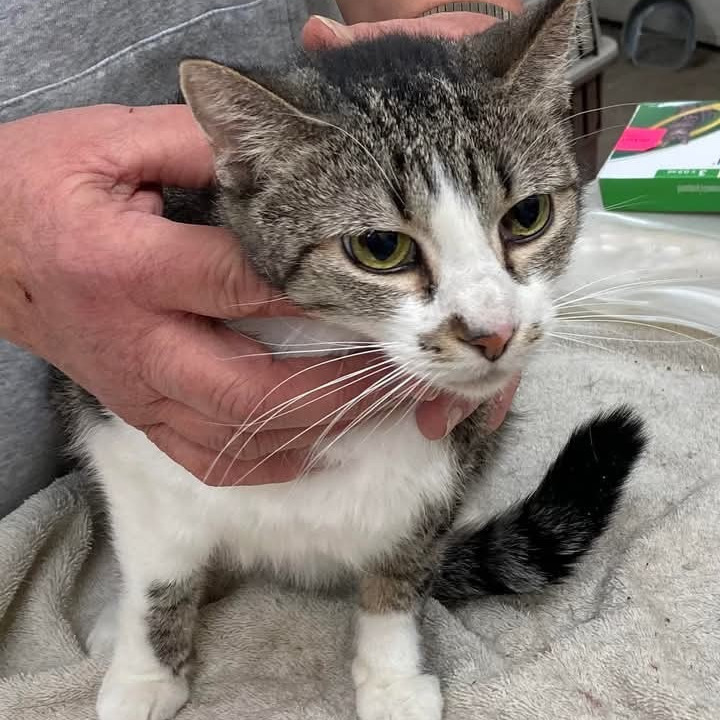 Pepa, an adoptable Domestic Short Hair in Grand Rapids, MN, 55744 | Photo Image 2