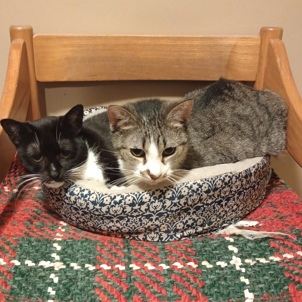 Pepa, an adoptable Domestic Short Hair in Grand Rapids, MN, 55744 | Photo Image 3