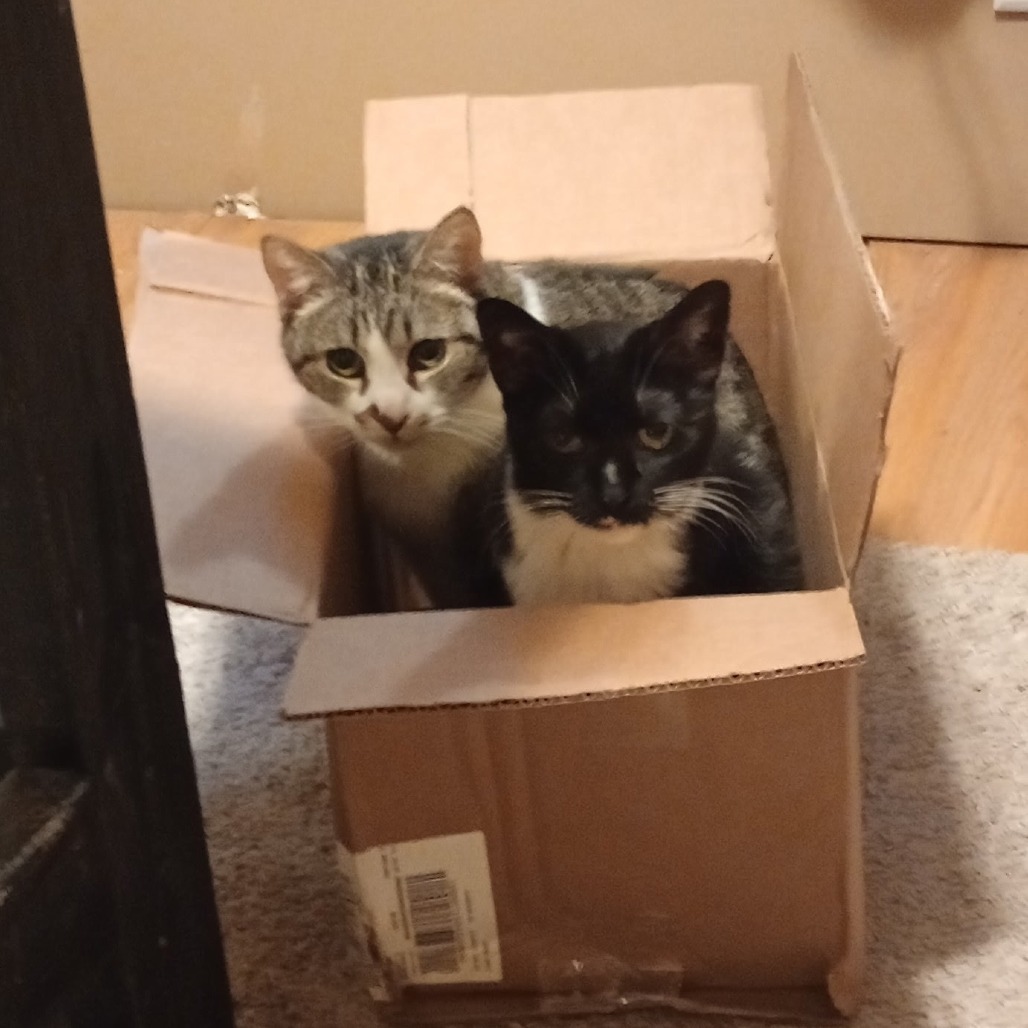 Pepa, an adoptable Domestic Short Hair in Grand Rapids, MN, 55744 | Photo Image 4