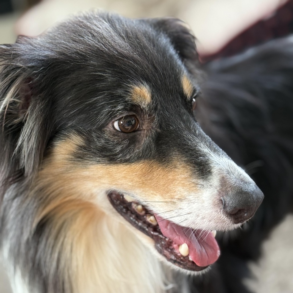 Harry, an adoptable Australian Shepherd in Ada, MN, 56510 | Photo Image 1