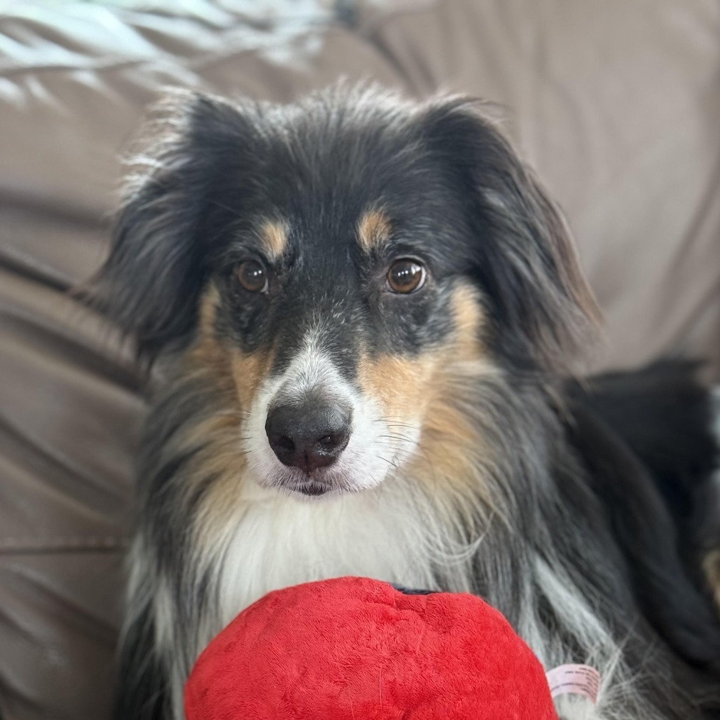 Harry, an adoptable Australian Shepherd in Ada, MN, 56510 | Photo Image 2