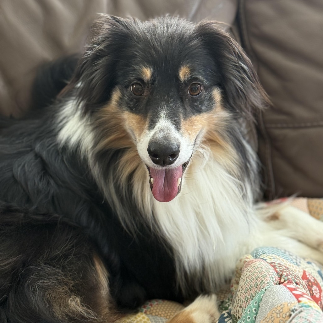 Harry, an adoptable Australian Shepherd in Ada, MN, 56510 | Photo Image 3