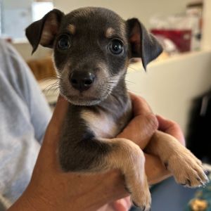 Hermosita Mixed Breed Dog