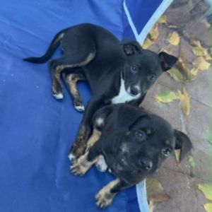 Abandoned on the streets of Long Beach Nala along with her brother were left to die at 8 weeks old
