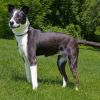 Daisy photo 1