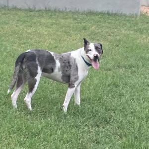 Patches, Adult Male unknown