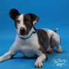 Patches photo 1