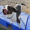 Patches photo 2
