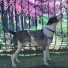 Patches photo 4