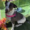 Patches photo 6