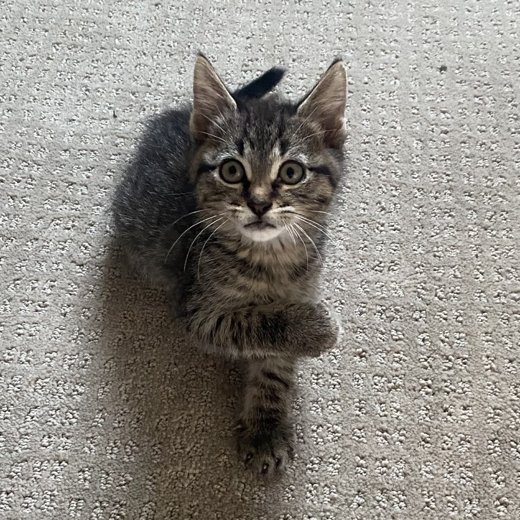 Bean