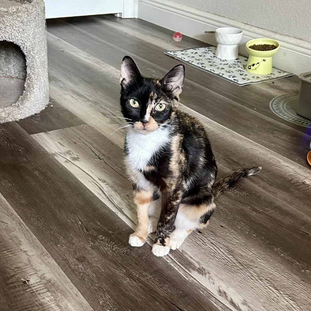 Jasmine
