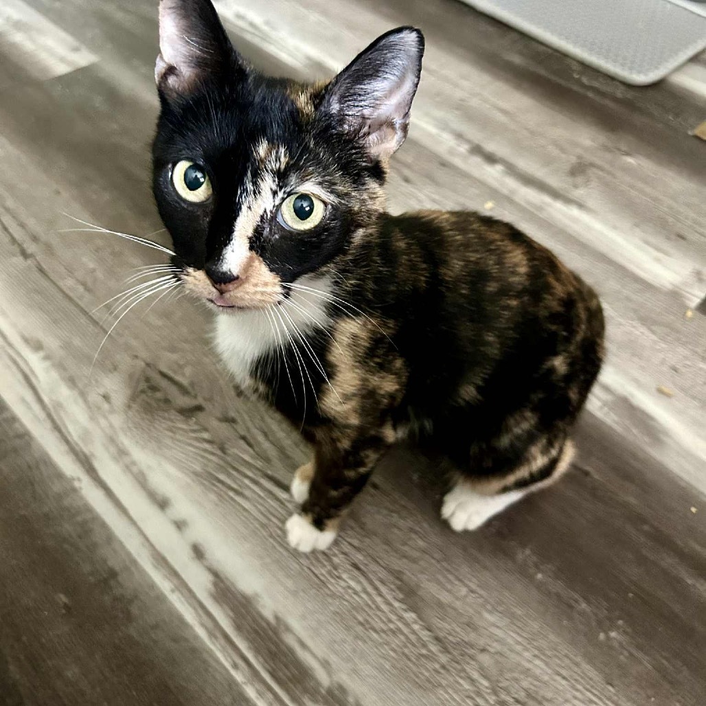 Jasmine