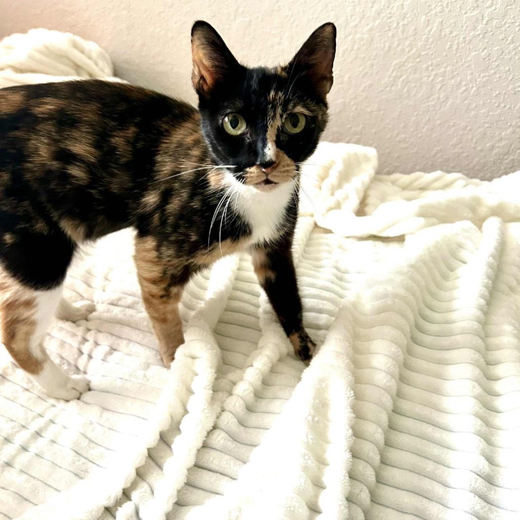 Jasmine