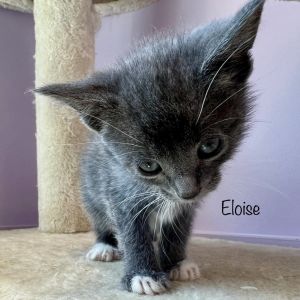 Eloise Domestic Short Hair Cat