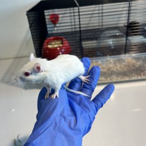 Whitey, Baby Male unknown