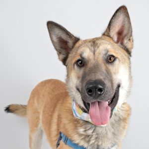 Photo of Smokey