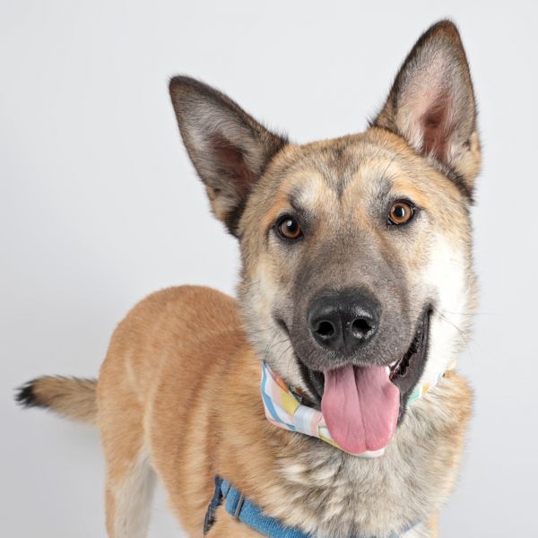 Pet Image