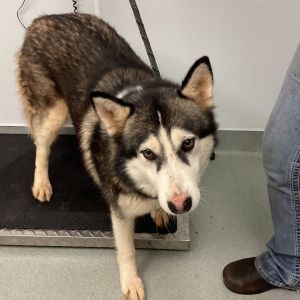 Osa, Adult Female unknown
