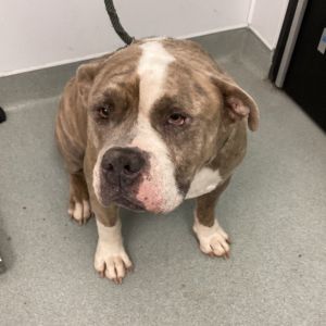 Chester, Senior Male unknown