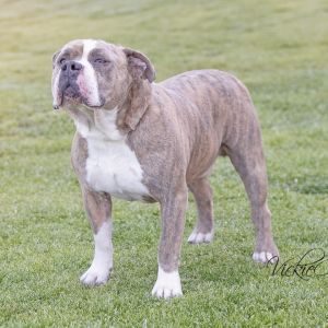 Chester, Senior Male unknown