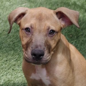 Puppy Eeyore Labrador Retriever Dog