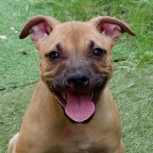 Puppy Roo Labrador Retriever Dog