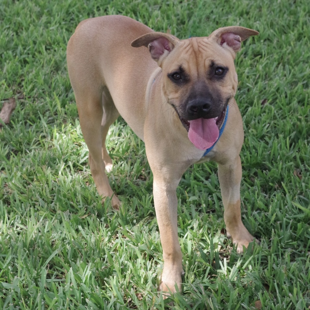 Puppy Roo