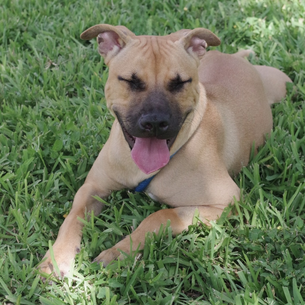 Puppy Roo