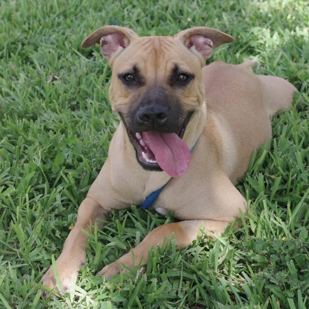 Puppy Roo