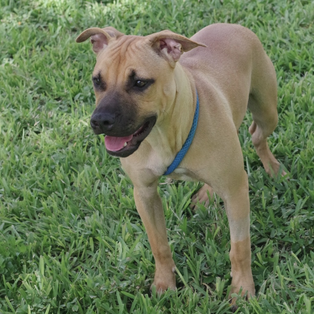 Puppy Roo
