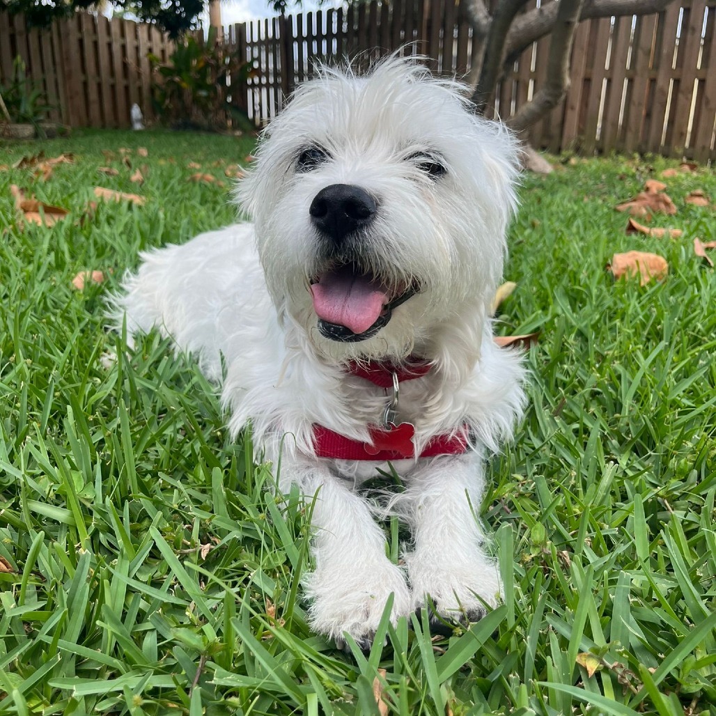 Snoopy