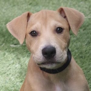 Puppy Piglet Labrador Retriever Dog