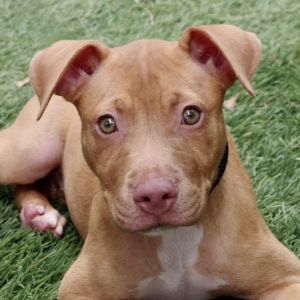 Puppy Winnie Labrador Retriever Dog