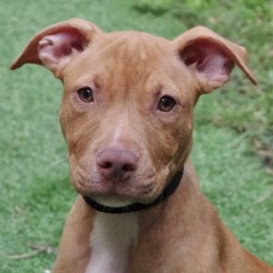 Available for adoption 921 Hi my name is Robin I came to PAWS4you with my mom and siblings when