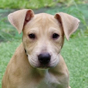 Puppy Pooh Labrador Retriever Dog