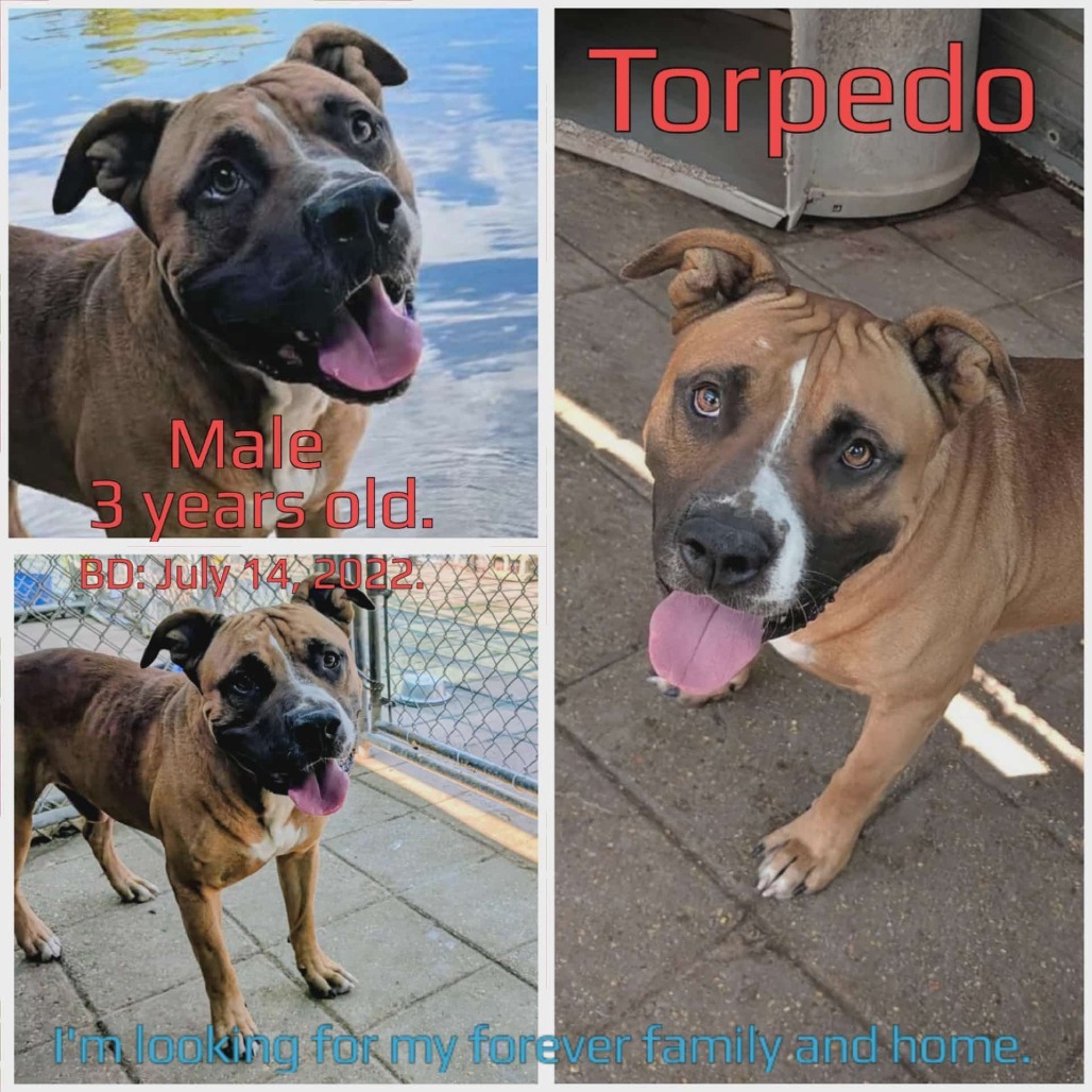 Torpedo