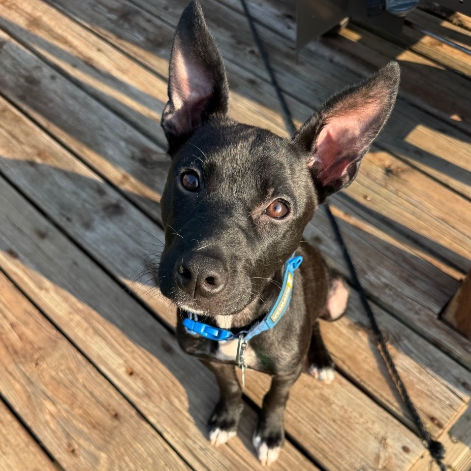 Tobias, an adoptable Mixed Breed in Sioux Falls, SD, 57106 | Photo Image 1