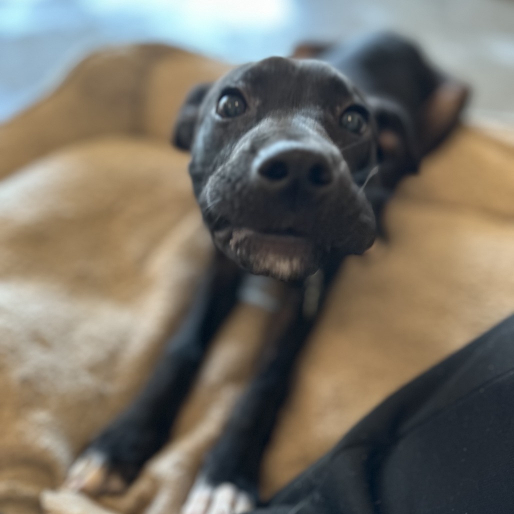 Tobias, an adoptable Mixed Breed in Sioux Falls, SD, 57106 | Photo Image 2