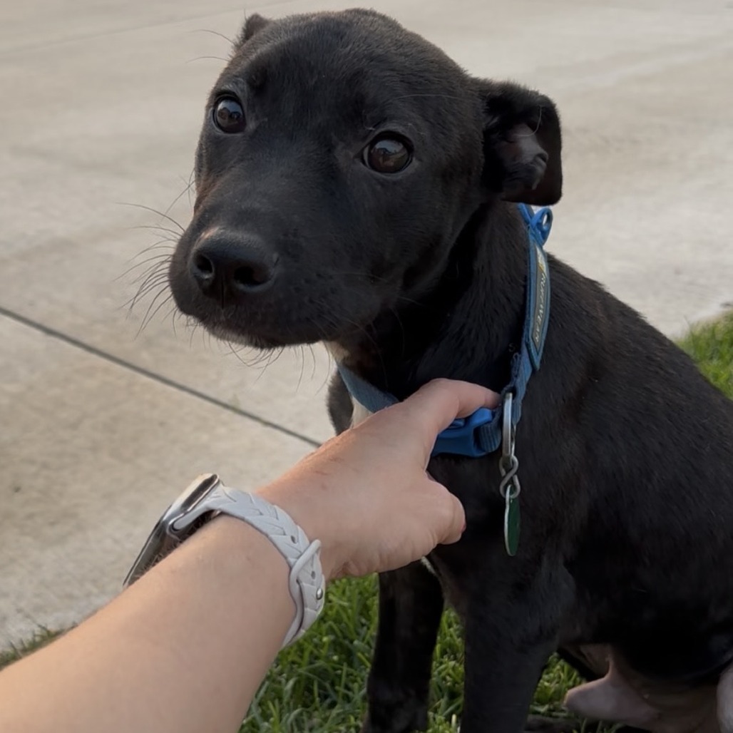 Tobias, an adoptable Mixed Breed in Sioux Falls, SD, 57106 | Photo Image 3