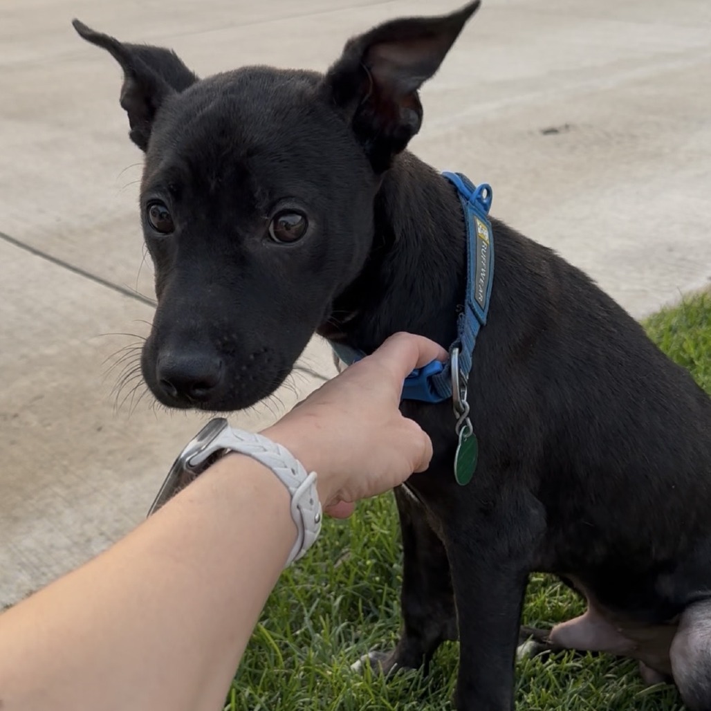 Tobias, an adoptable Mixed Breed in Sioux Falls, SD, 57106 | Photo Image 4