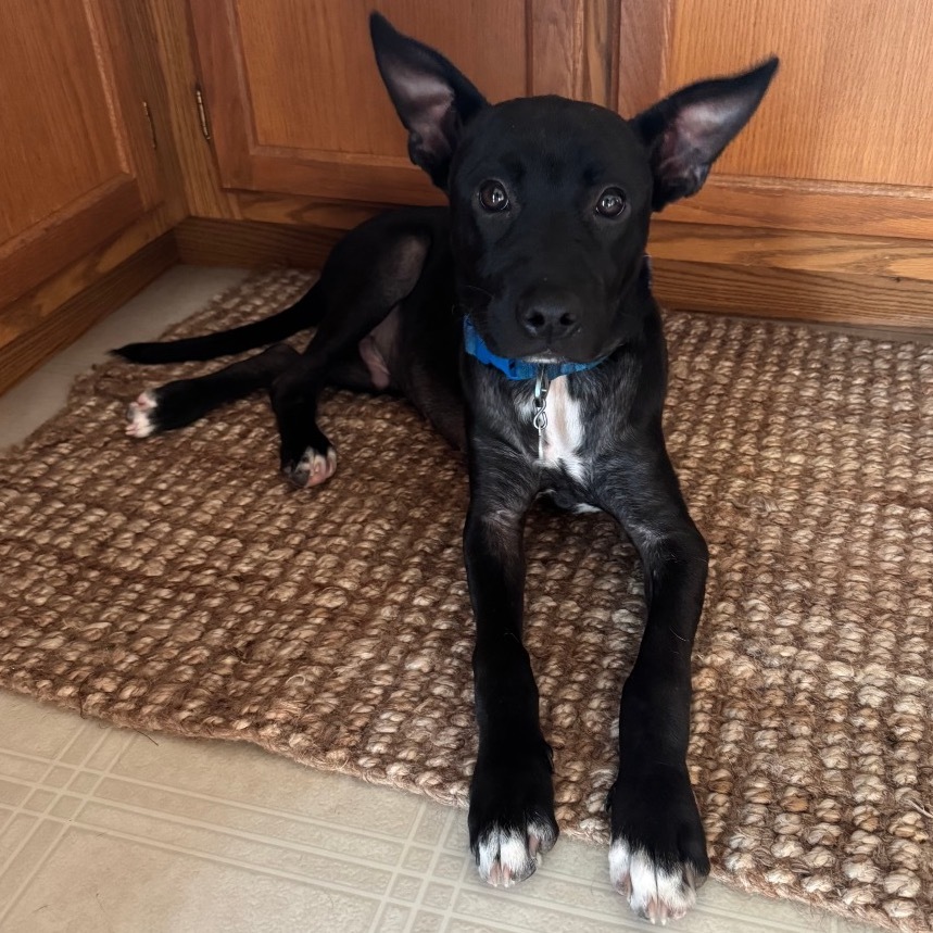 Tobias, an adoptable Mixed Breed in Sioux Falls, SD, 57106 | Photo Image 6